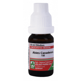 Abies Canadensis 5