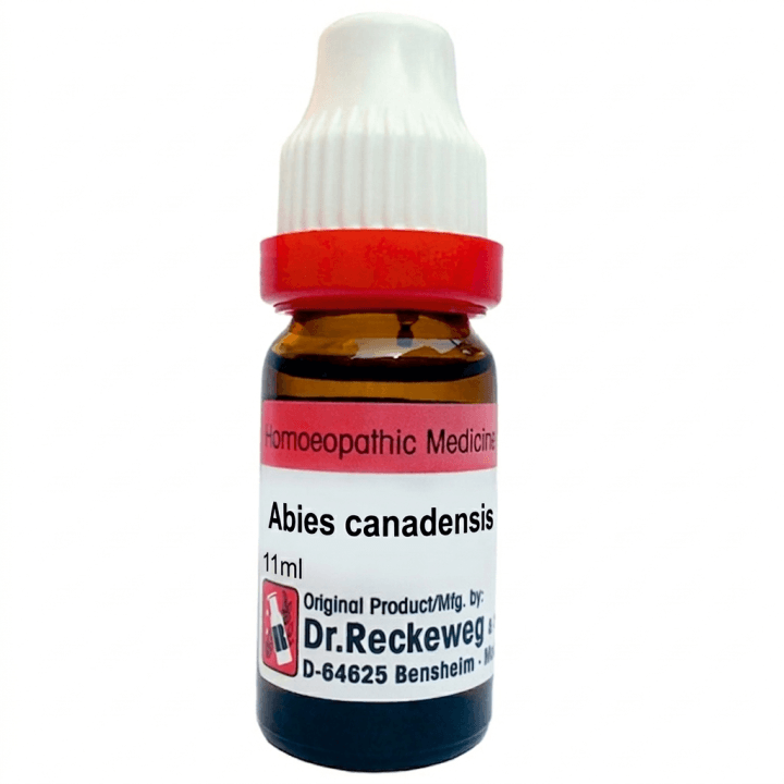 Abies Canadensis 2